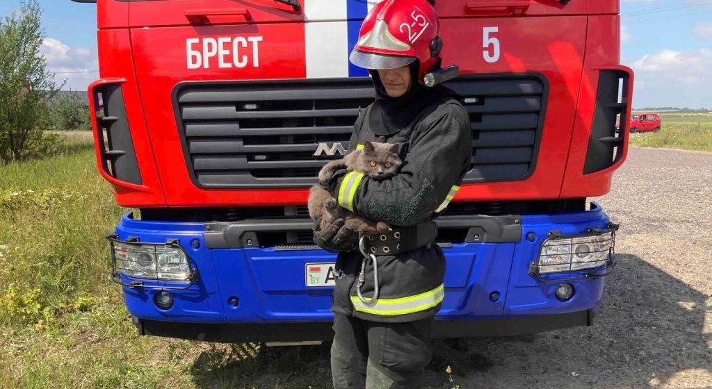 Спасатели помогли коту, который забрался на дерево