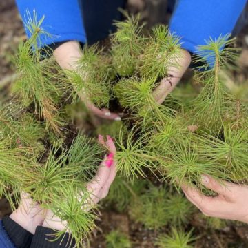 Профсоюзы примут активное участие в восстановлении лесного фонда после летнего урагана