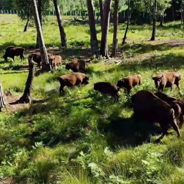 Книги о Беловежской пуще переданы в учреждения образования